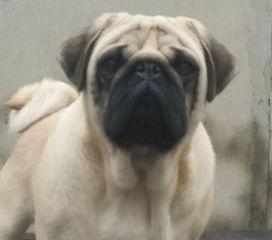 巴哥最新爆料信息视频,揭秘视频背后的惊人真相